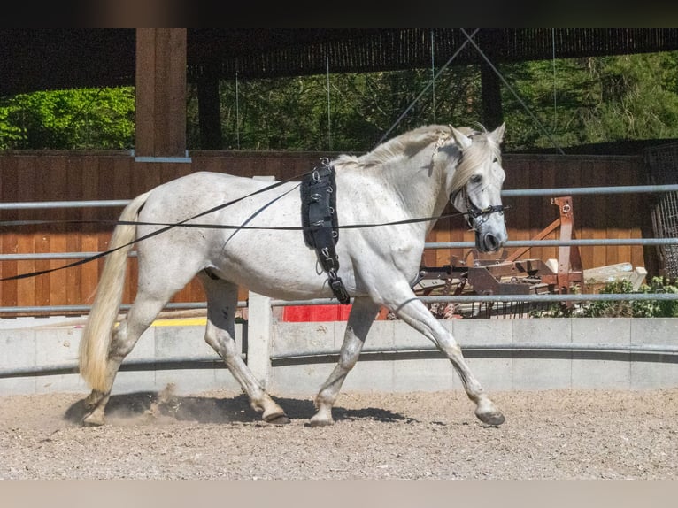 PRE Mix Castrone 16 Anni 163 cm Grigio in Rottenburg am Neckar