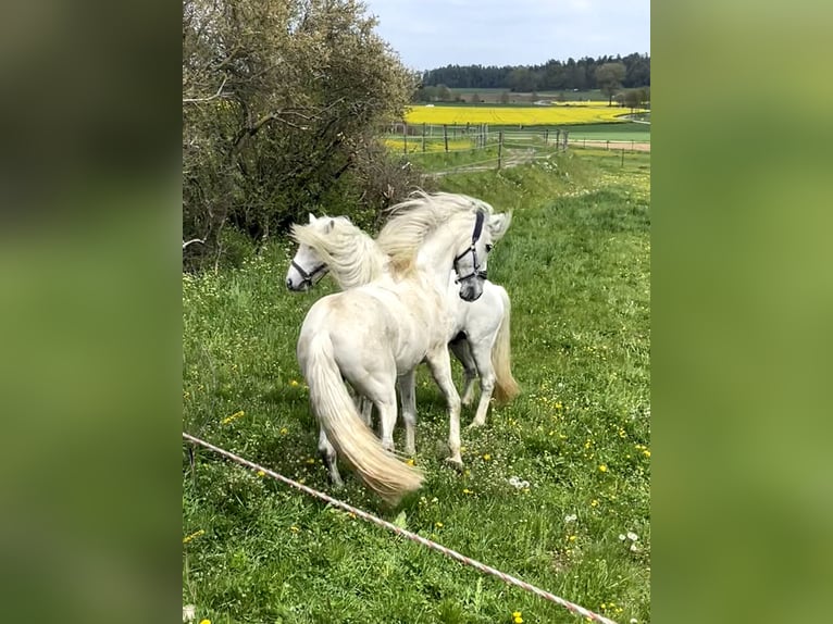 PRE Mix Castrone 16 Anni 163 cm Grigio in Rottenburg am Neckar