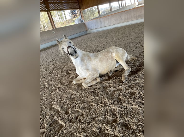 PRE Mix Castrone 16 Anni 163 cm Grigio in Rottenburg am Neckar