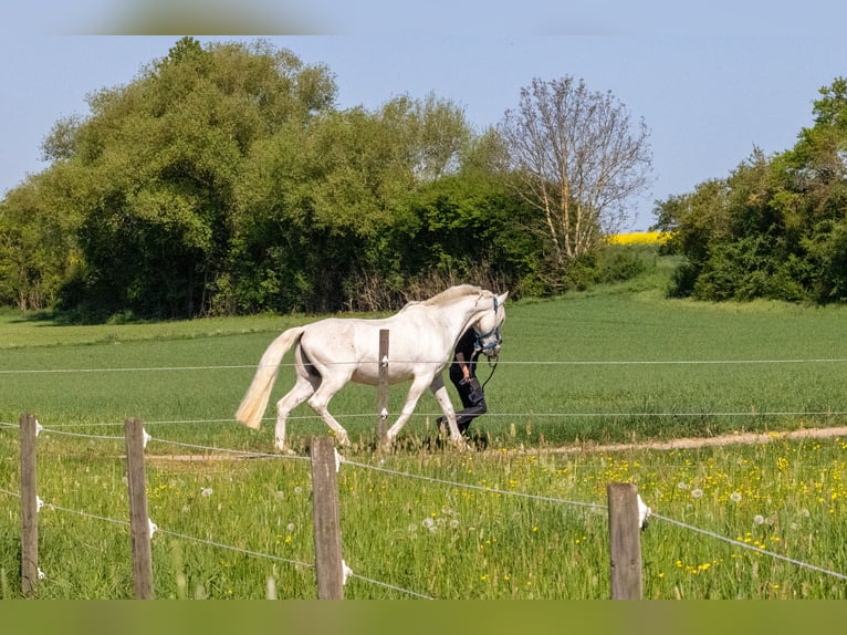 PRE Mix Castrone 16 Anni 163 cm Grigio in Rottenburg am Neckar