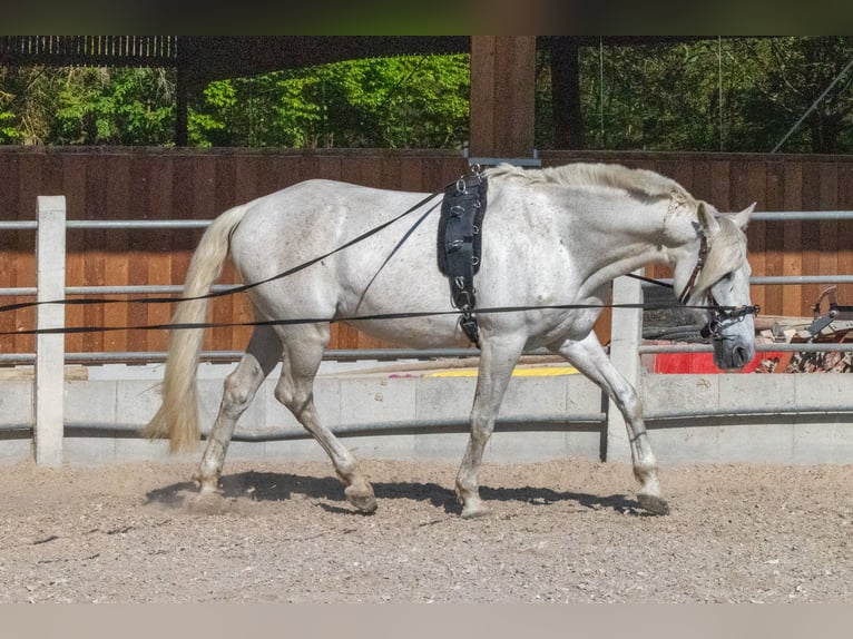 PRE Mix Castrone 16 Anni 163 cm Grigio in Rottenburg am Neckar