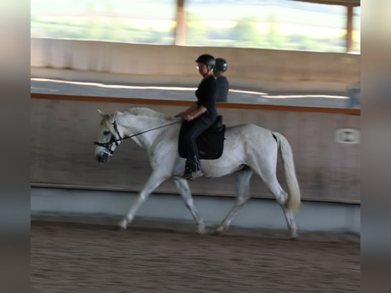 PRE Mix Castrone 16 Anni 163 cm Grigio in Rottenburg am Neckar