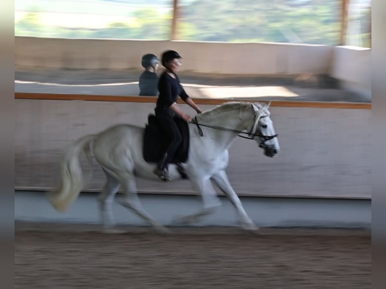 PRE Mix Castrone 16 Anni 163 cm Grigio in Rottenburg am Neckar