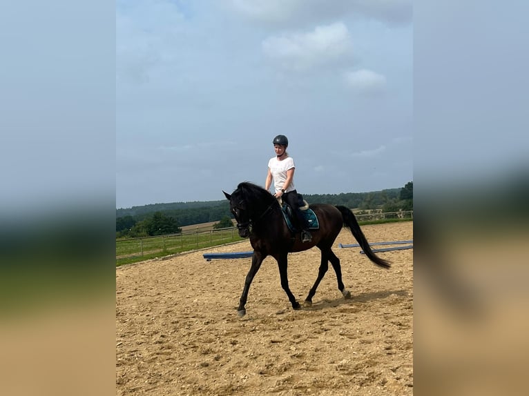 PRE Castrone 16 Anni 163 cm Morello in Raben Steinfeld