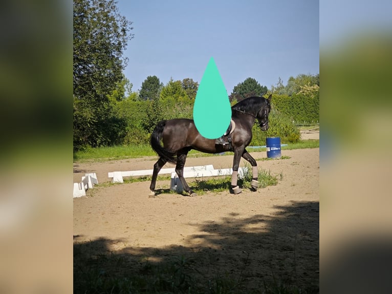 PRE Castrone 16 Anni 163 cm Morello in Raben Steinfeld
