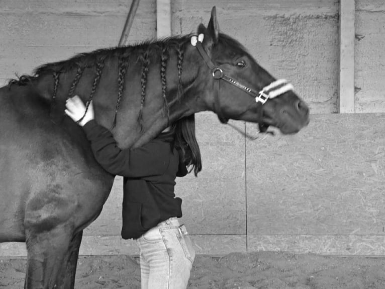 PRE Castrone 16 Anni 163 cm Morello in Raben Steinfeld