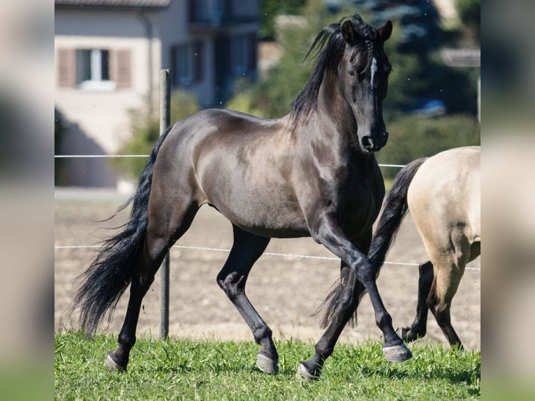 PRE Castrone 17 Anni 152 cm Baio scuro in Hettiswil b. Hindelbank