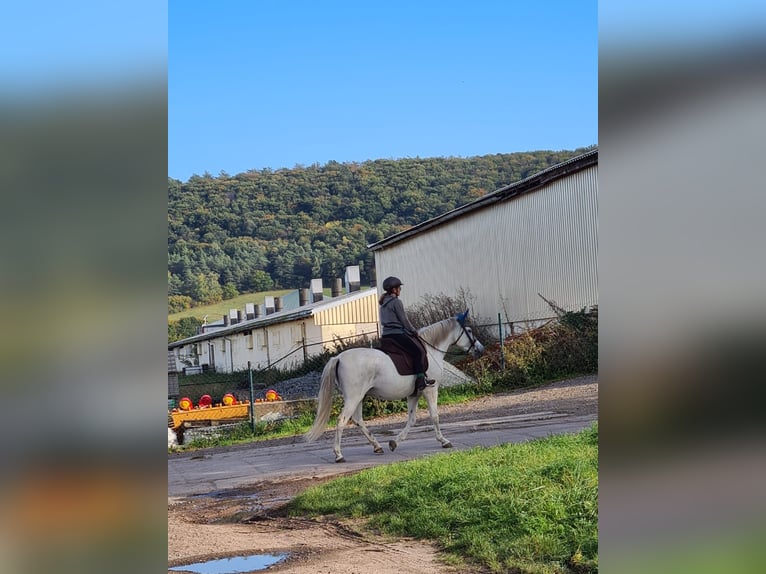 PRE Castrone 17 Anni 153 cm Grigio trotinato in Sondershausen