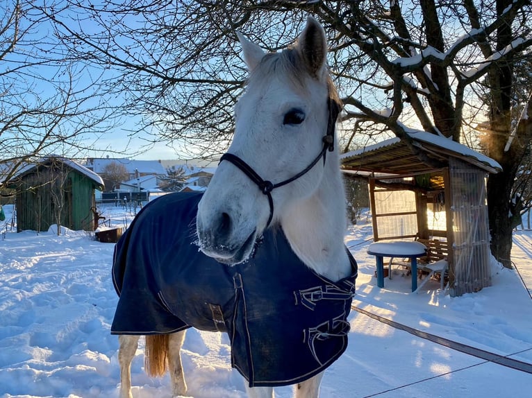 PRE Castrone 17 Anni 153 cm Grigio trotinato in Sondershausen