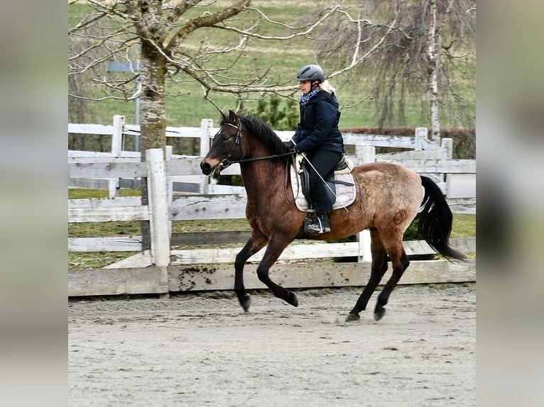 PRE Mix Castrone 17 Anni 159 cm Falbo in Hermrigen