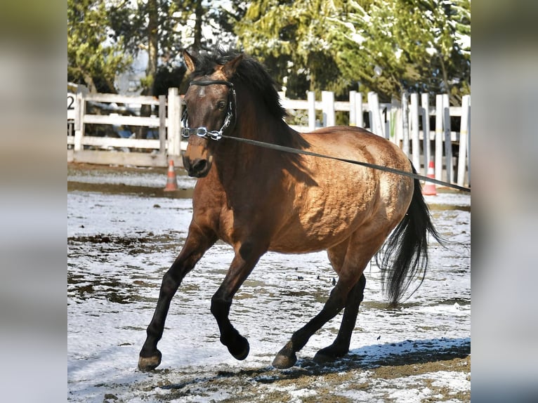 PRE Mix Castrone 17 Anni 159 cm Falbo in Hermrigen