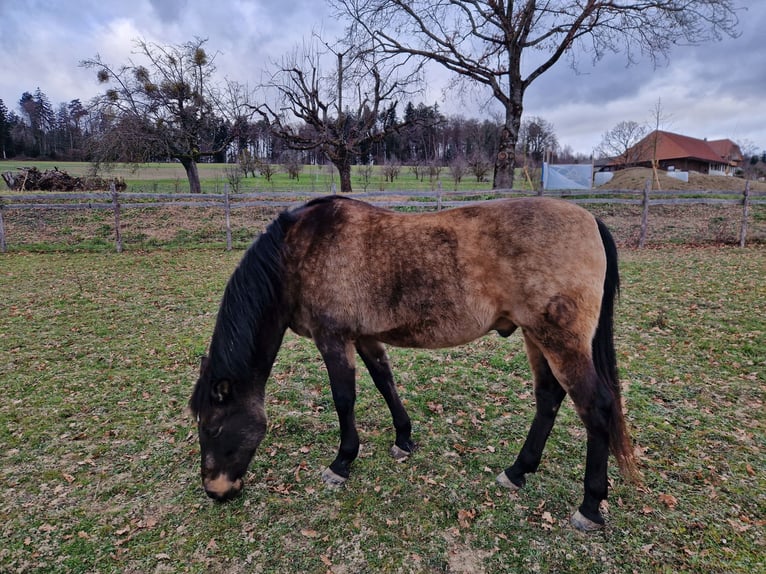 PRE Mix Castrone 17 Anni 159 cm Falbo in Hermrigen