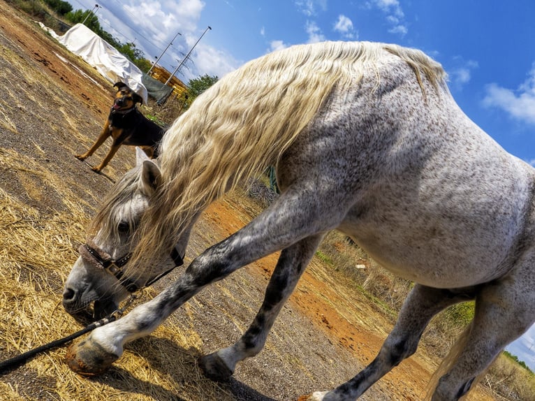 PRE Mix Castrone 17 Anni 165 cm Grigio trotinato in Valencia
