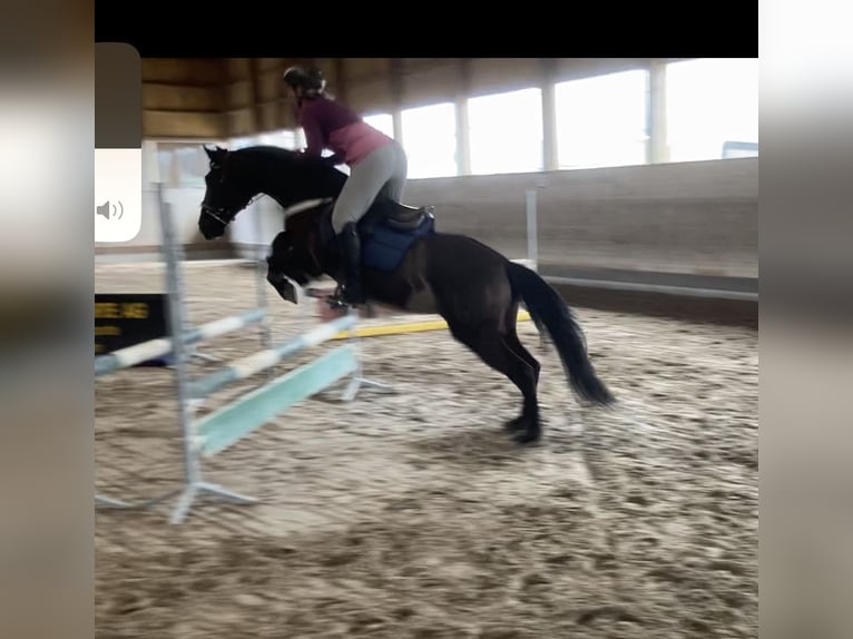 PRE Mix Castrone 18 Anni 152 cm Baio nero in Hettiswil b. Hindelbank