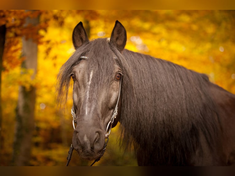 PRE Mix Castrone 18 Anni 152 cm Baio nero in Hettiswil b. Hindelbank