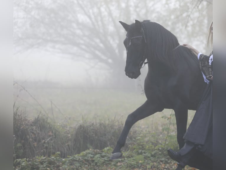 PRE Mix Castrone 18 Anni 152 cm Baio nero in Hettiswil b. Hindelbank