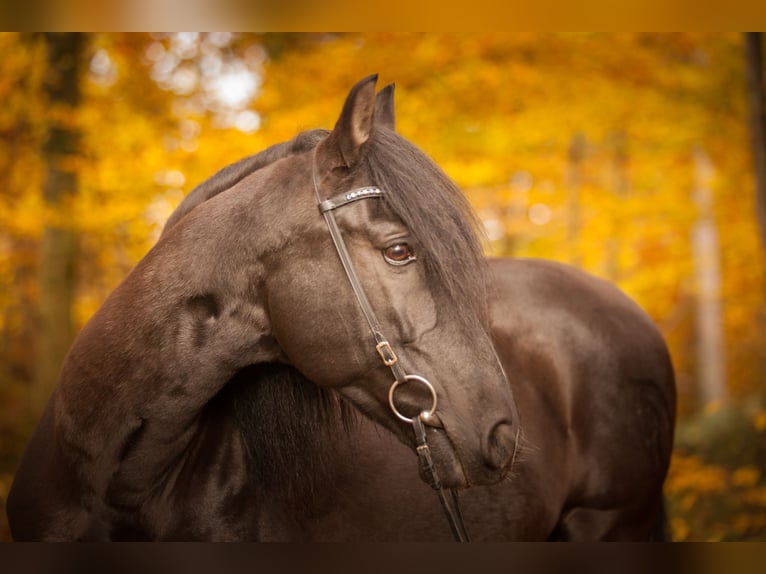 PRE Mix Castrone 18 Anni 152 cm Baio nero in Hettiswil b. Hindelbank