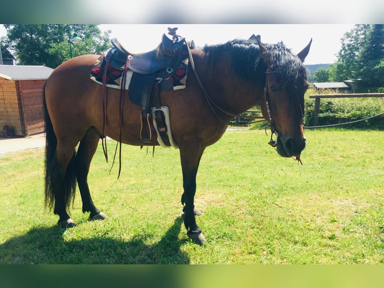 PRE Castrone 18 Anni 160 cm Baio in Neustadt/Vogtland