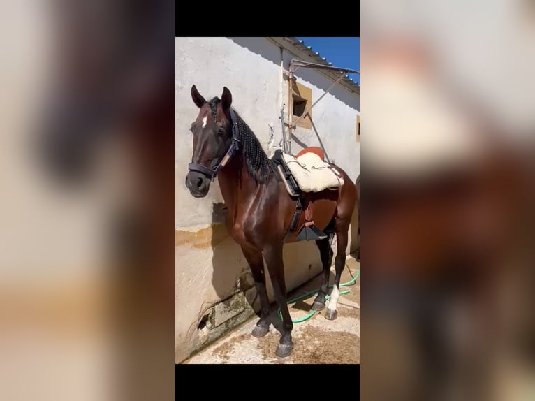 PRE Castrone 18 Anni 163 cm Baio in Alcoi/Alcoy