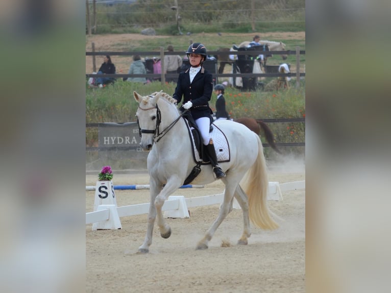 PRE Castrone 19 Anni 165 cm Grigio in Torrelles De Llobregat