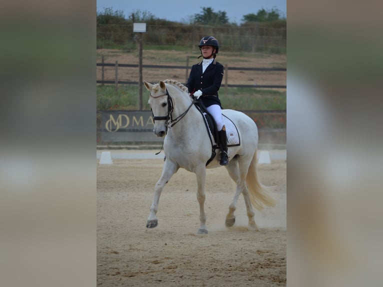 PRE Castrone 19 Anni 165 cm Grigio in Torrelles De Llobregat