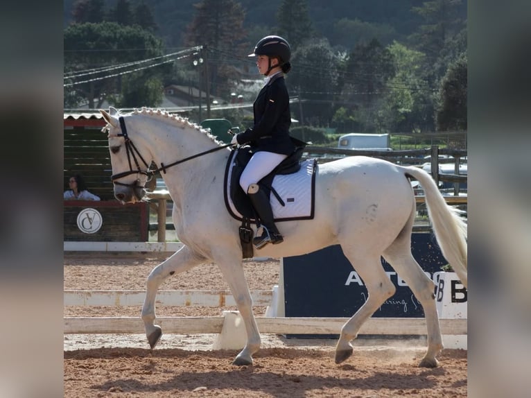 PRE Castrone 19 Anni 165 cm Grigio in Torrelles De Llobregat