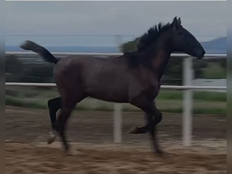 PRE Mix Castrone 1 Anno 150 cm Grigio in Navalvillar De Pela