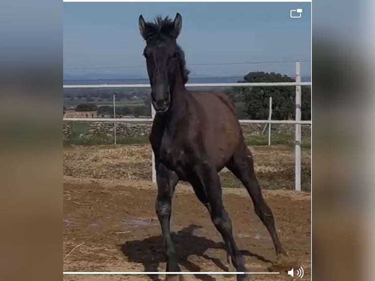 PRE Mix Castrone 1 Anno 150 cm Grigio in Navalvillar De Pela