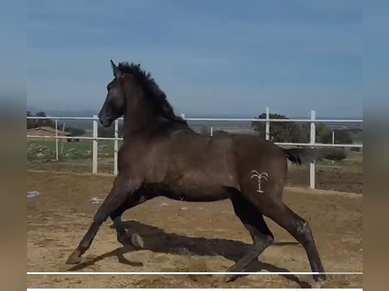PRE Mix Castrone 1 Anno 150 cm Grigio in Navalvillar De Pela