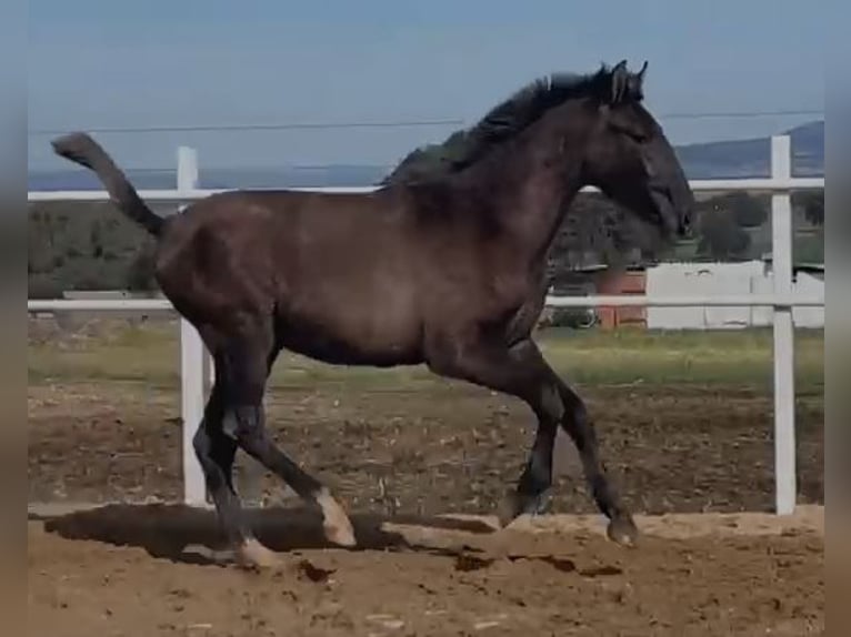 PRE Mix Castrone 1 Anno 150 cm Grigio in Navalvillar De Pela