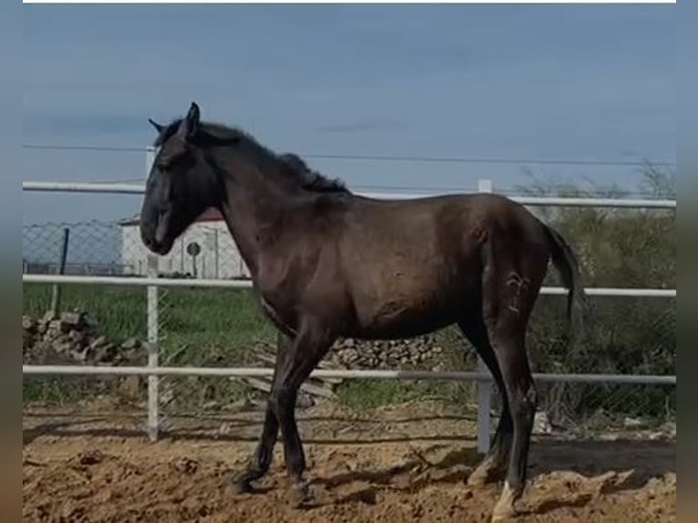 PRE Mix Castrone 1 Anno 150 cm Grigio in Navalvillar De Pela