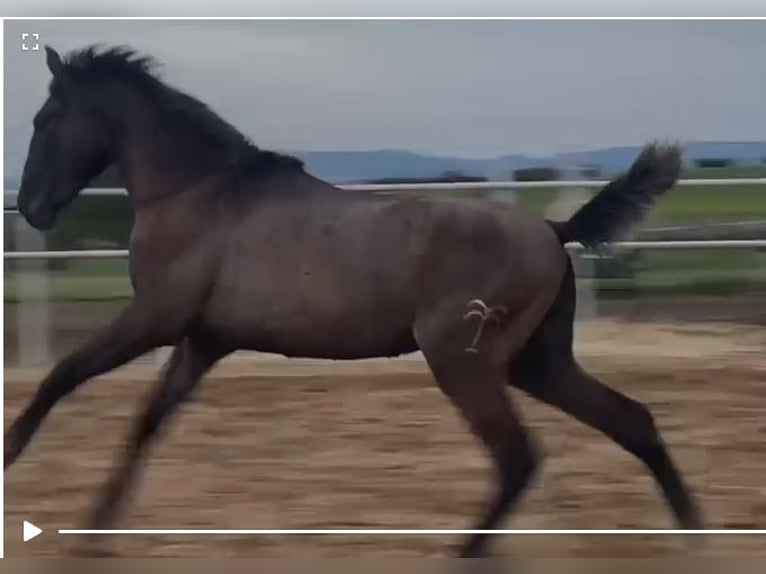 PRE Mix Castrone 1 Anno 150 cm Grigio in Navalvillar De Pela