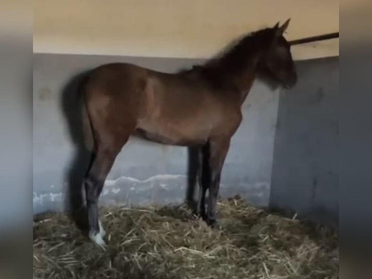 PRE Mix Castrone 1 Anno 150 cm Grigio in Navalvillar De Pela