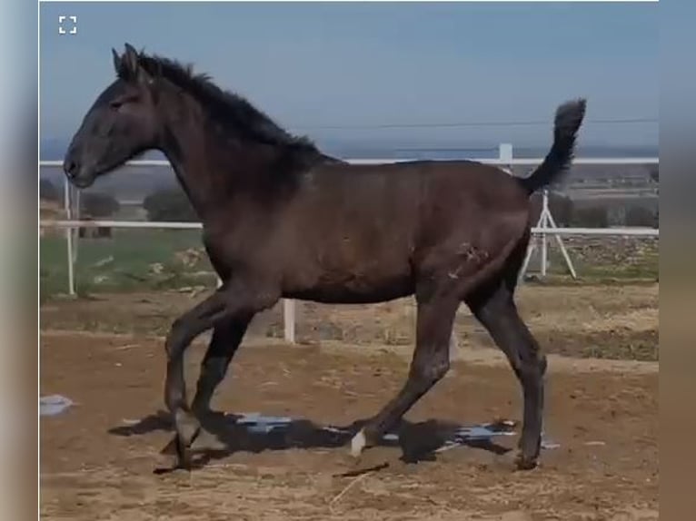 PRE Mix Castrone 1 Anno 150 cm Grigio in Navalvillar De Pela