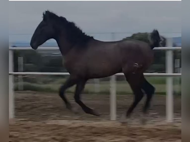 PRE Mix Castrone 1 Anno 150 cm Grigio in Navalvillar De Pela