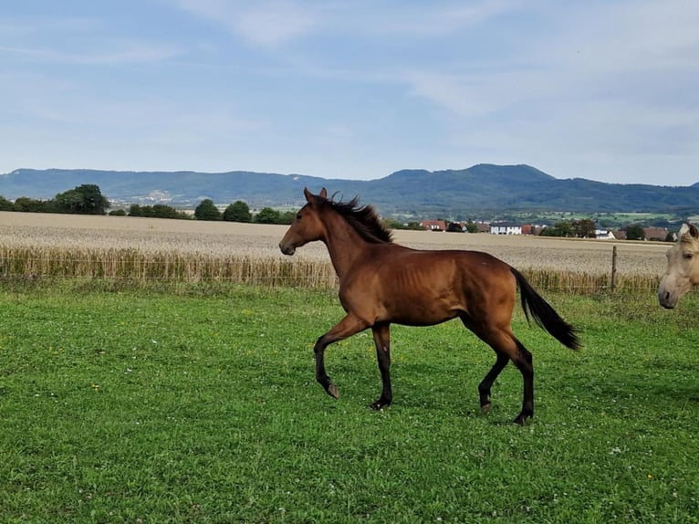 PRE Mix Castrone 1 Anno 164 cm Baio in Balingen