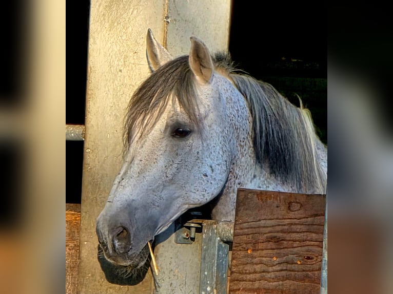 PRE Castrone 20 Anni 160 cm Grigio in Wackersberg