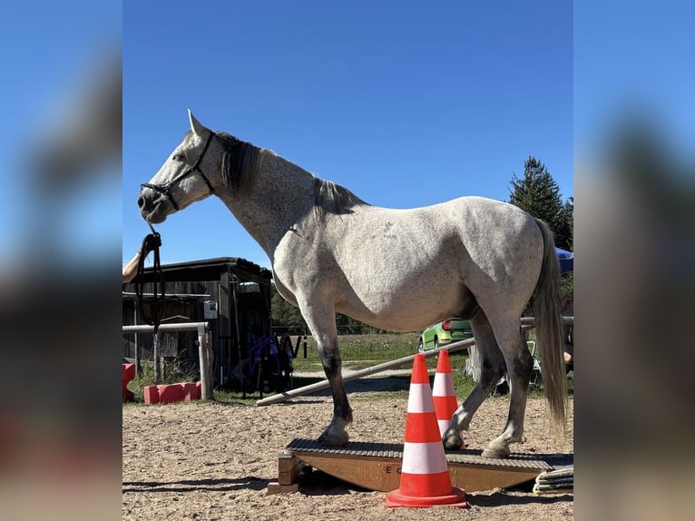 PRE Castrone 20 Anni 160 cm Grigio in Wackersberg