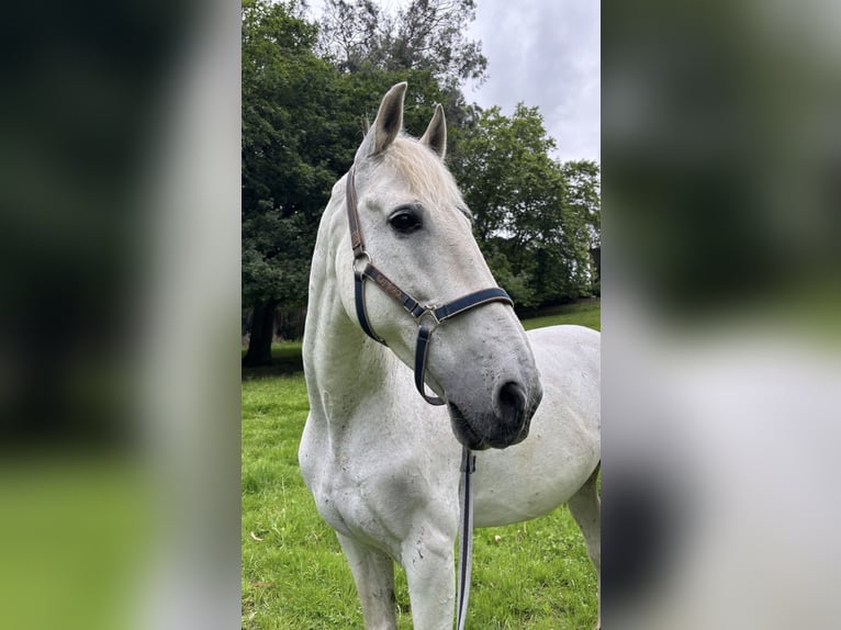 PRE Castrone 20 Anni 162 cm Grigio in Santander