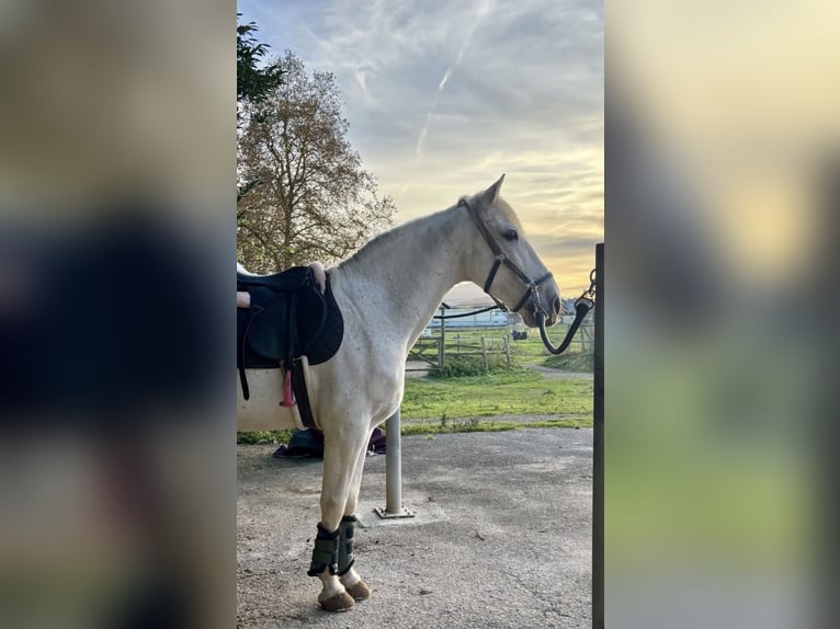 PRE Castrone 20 Anni 162 cm Grigio in Santander