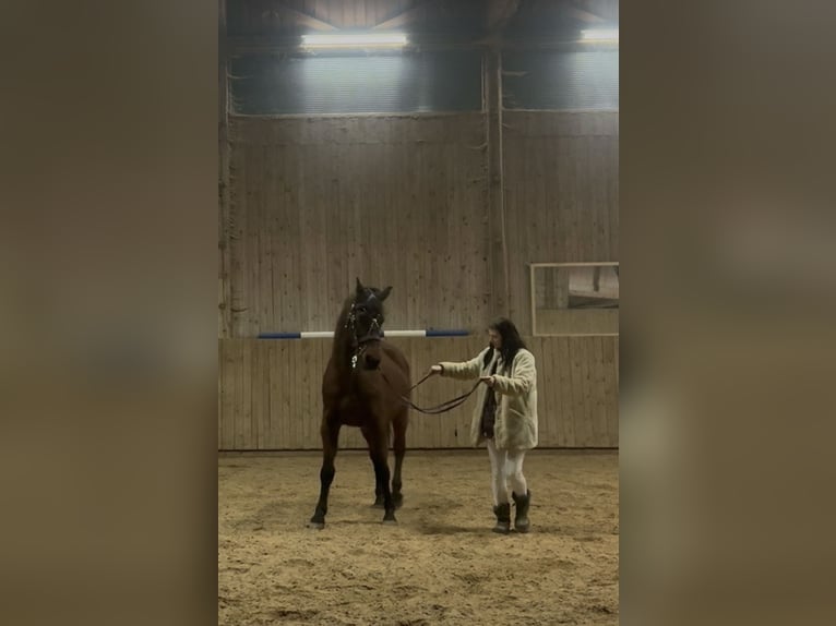 PRE Mix Castrone 20 Anni 165 cm Baio in Grafing