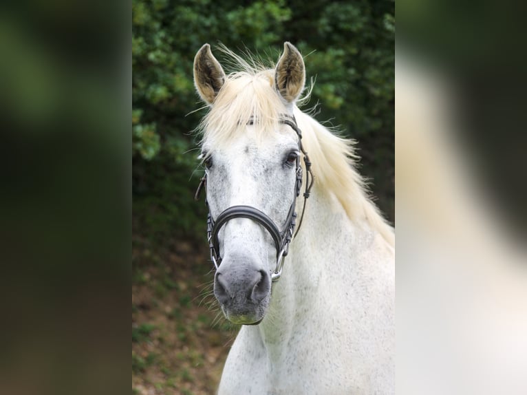 PRE Castrone 20 Anni 165 cm Grigio in Graben