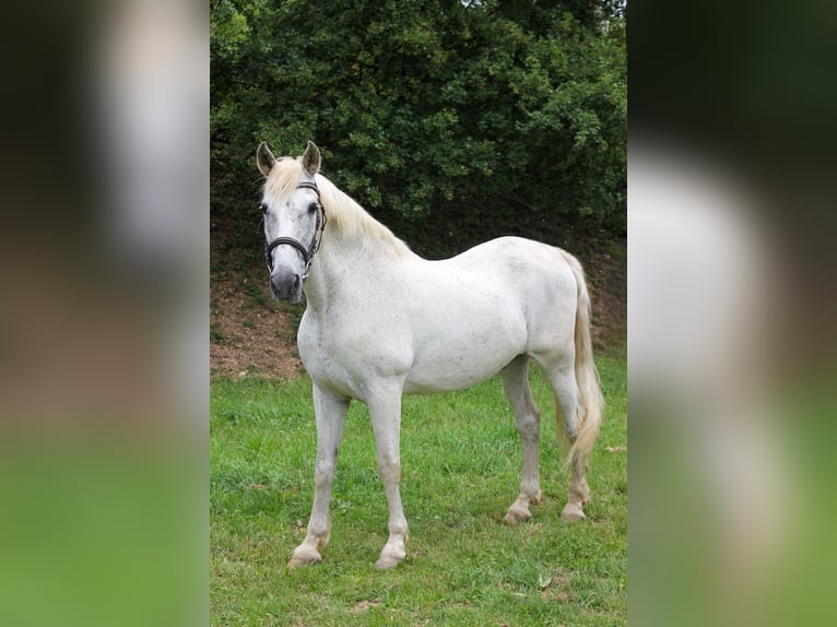 PRE Castrone 20 Anni 165 cm Grigio in Graben
