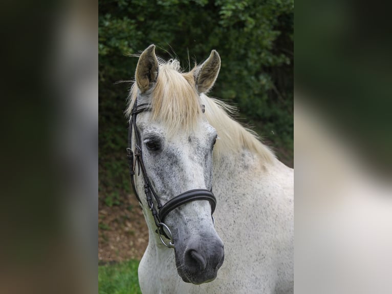 PRE Castrone 20 Anni 165 cm Grigio in Graben