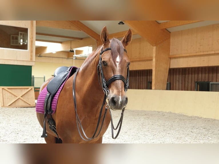 PRE Mix Castrone 22 Anni 158 cm Sauro in Salm