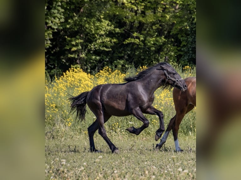 PRE Mix Castrone 2 Anni 140 cm Morello in Ensheim