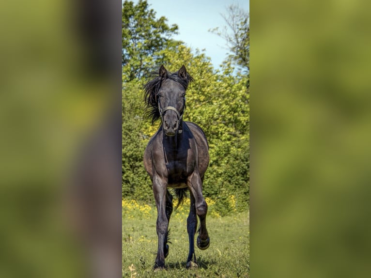 PRE Mix Castrone 2 Anni 140 cm Morello in Ensheim