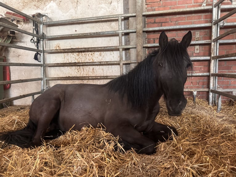 PRE Mix Castrone 2 Anni 140 cm Morello in Ensheim