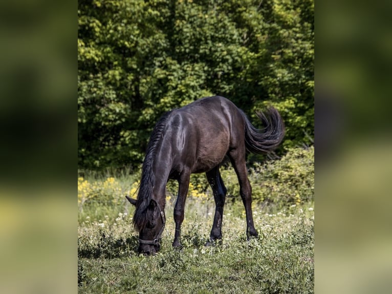 PRE Mix Castrone 2 Anni 140 cm Morello in Ensheim