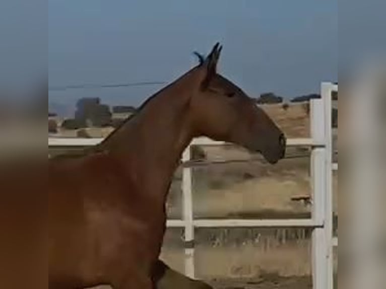 PRE Mix Castrone 2 Anni 153 cm Baio chiaro in Navalvillar De Pela